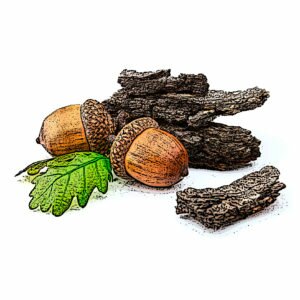Bark (Cortex)
